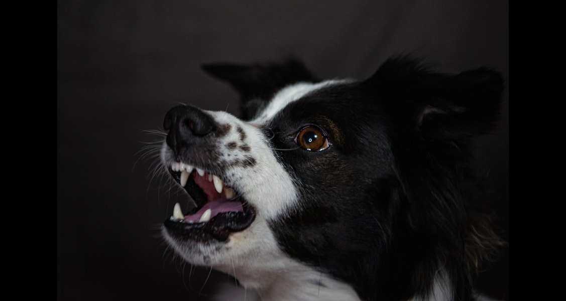 A dog is growling