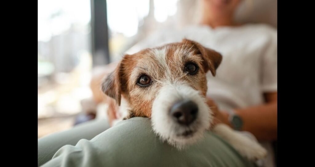 A dog is lying on a person's lap