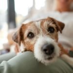 A dog is lying on a person's lap
