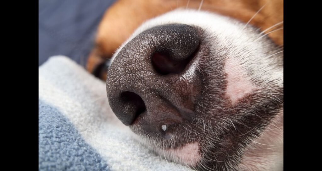 A close-up of a dog's snout