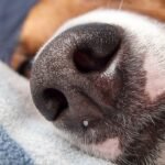 How to Reduce Your Pet’s Dust Allergy Symptoms