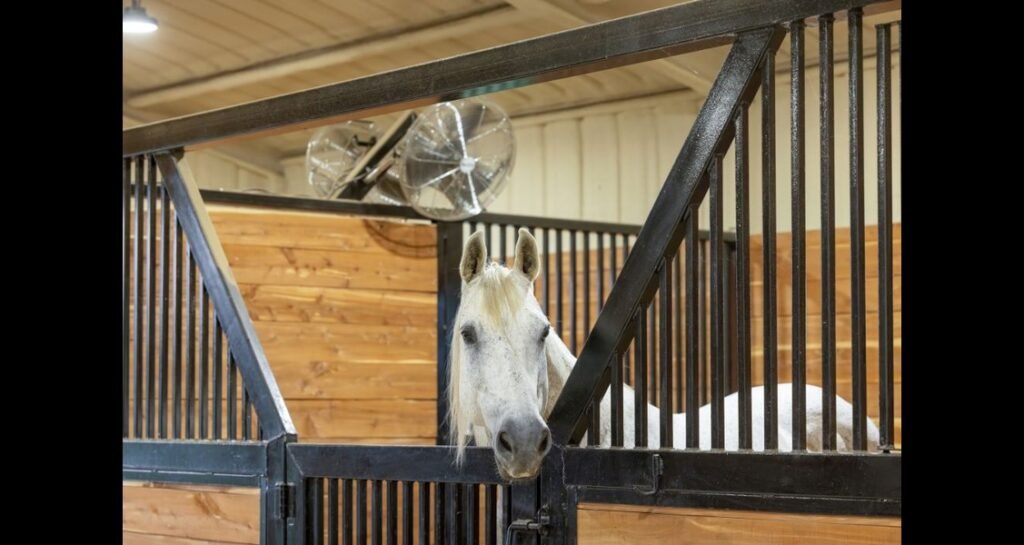 A horse is standing in a stable