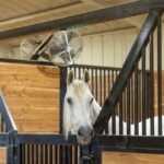 A horse is standing in a stable