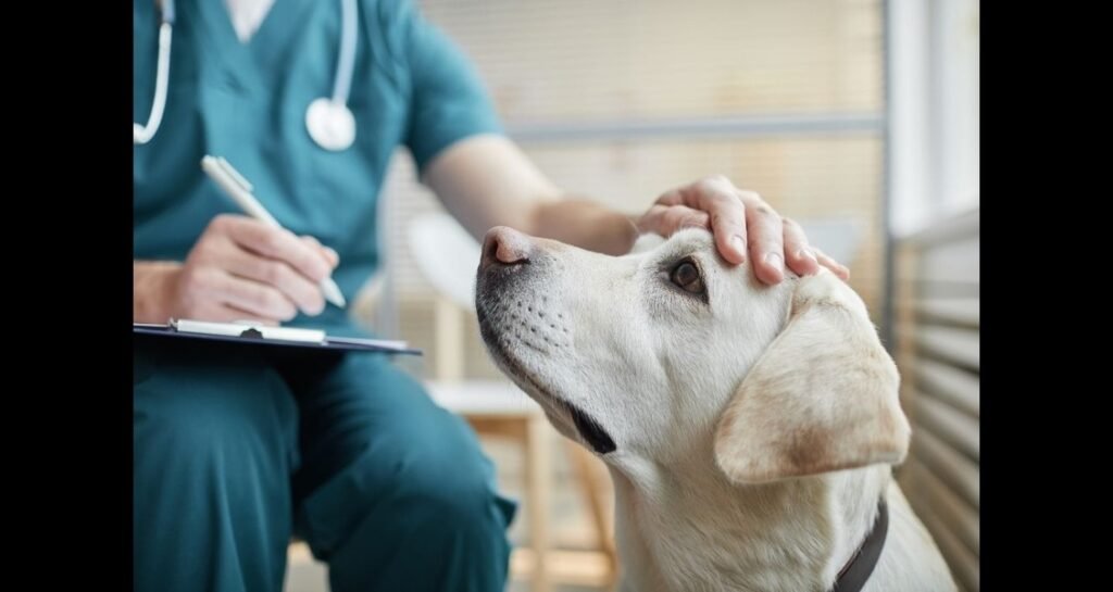 A veterinarian is petting a dog on its head