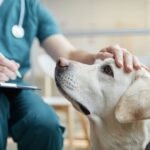 A veterinarian is petting a dog on its head