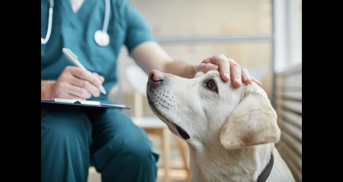 A veterinarian is petting a dog on its head