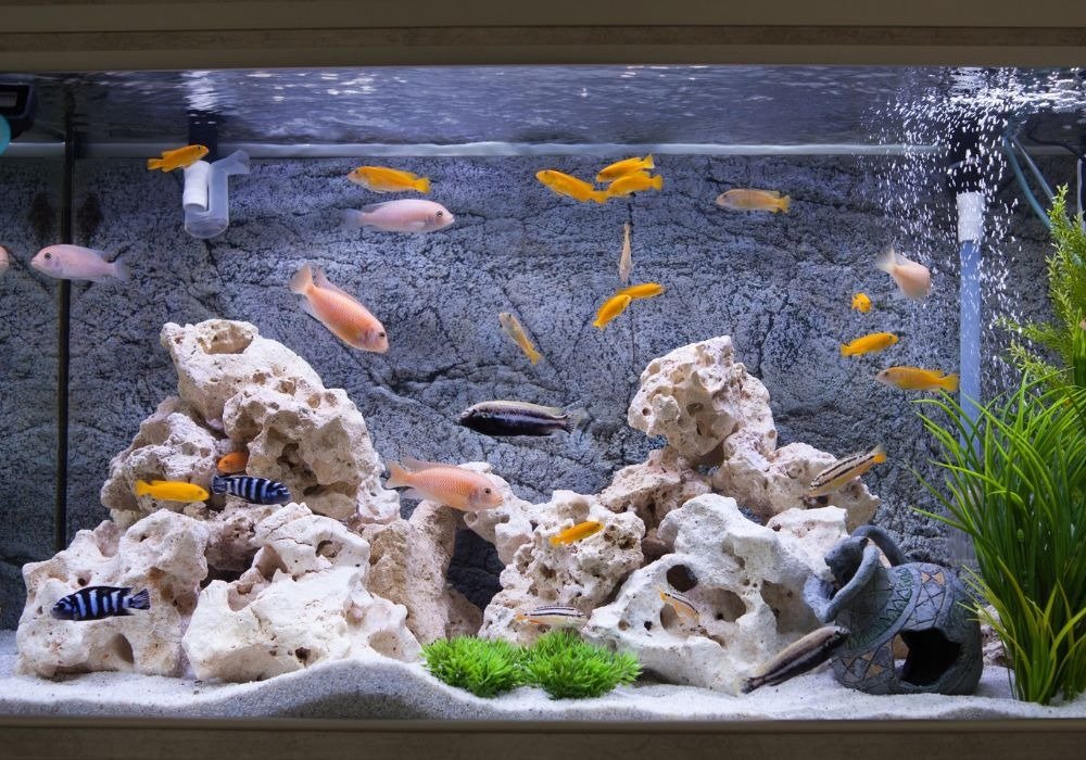 An aquarium with fish inside