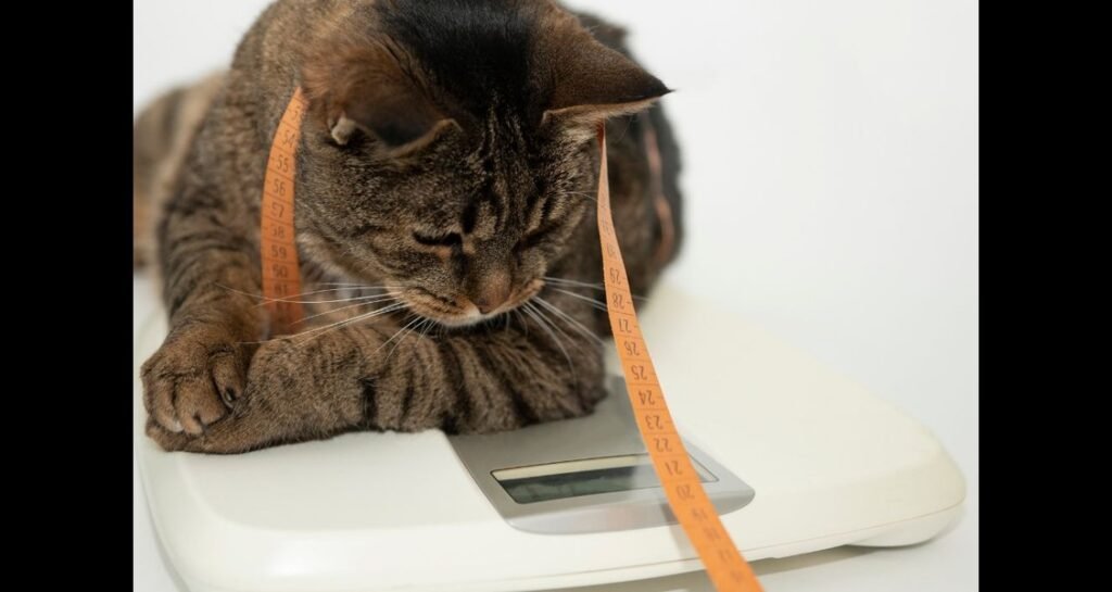 A cat is sitting on a scale with measuring tape around its neck