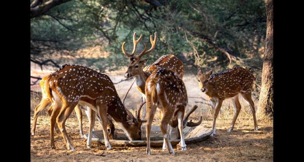 A group of spotted deer is drinking water outside