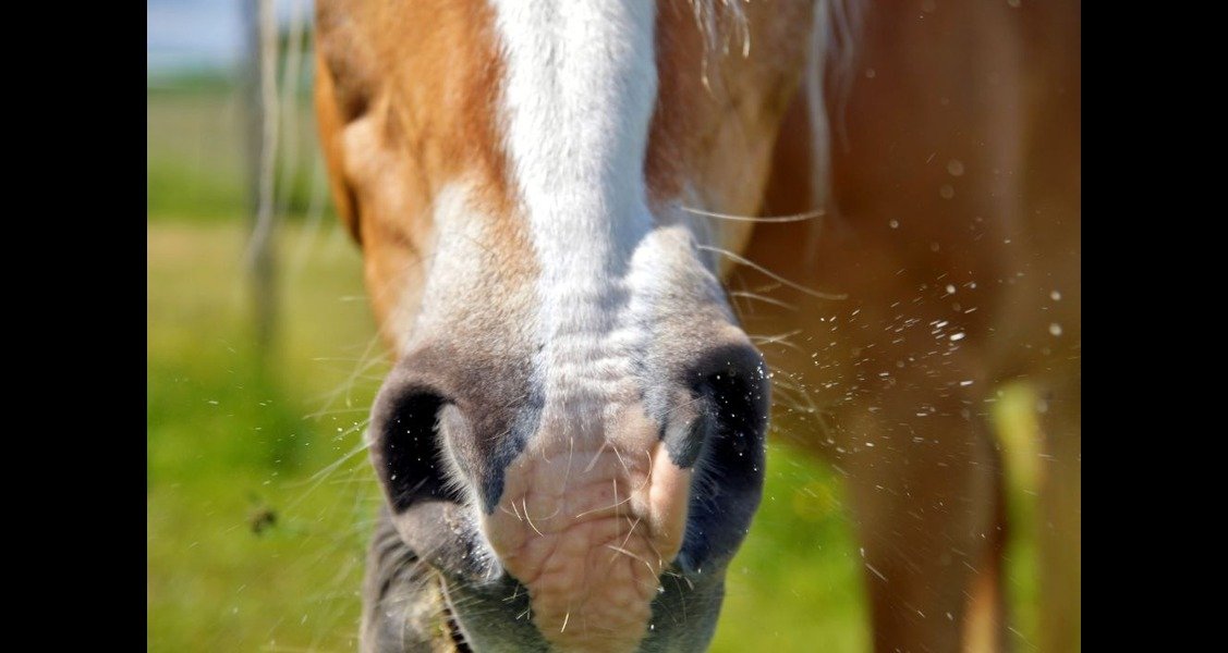 A horse breathing through its nostrils